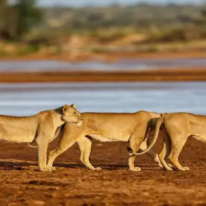 Explore Kenya Wilderness & Zanzibar Paradise for 13 days with Professional Safari Africa and discover unforgettable experiences - Photo 9