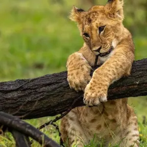 Explore Kenya & Zanzibar Honeymoon Adventure for 12 days with Professional Safari Africa and discover unforgettable experiences - Photo 8