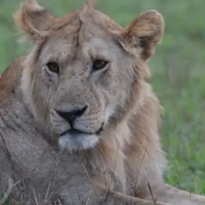 Explore 11-Day Luxury Cape Town, Kruger NP, Victoria Falls and Chobe National  Park (Unforgettable Experience) for 11 days with Professional Safari Africa and discover unforgettable experiences - Photo 4