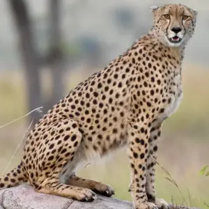 Explore The Great Kenya and Tanzania Explorer (Private 13 Days and 6 Game Reserves) for 13 days with Professional Safari Africa and discover unforgettable experiences - Photo 8