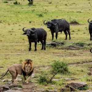 Explore Kenya & Tanzania Highlights - Comfort Safari for 13 days with Professional Safari Africa and discover unforgettable experiences - Photo 9