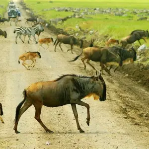 Explore Kenya & Zanzibar Honeymoon Adventure for 12 days with Professional Safari Africa and discover unforgettable experiences - Photo 9