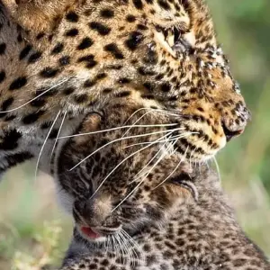 Explore Kenya Wilderness & Zanzibar Paradise for 13 days with Professional Safari Africa and discover unforgettable experiences - Photo 11