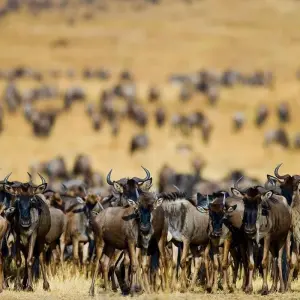 Explore Epic Kenya & Tanzania Fly-in Migration Safari for 6 days with Professional Safari Africa and discover unforgettable experiences - Photo 11