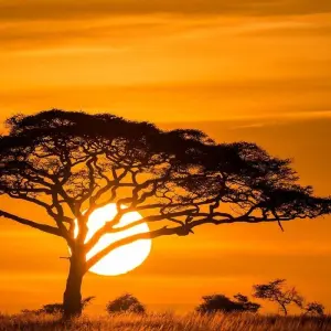 Explore Kenya & Zanzibar Honeymoon Adventure for 12 days with Professional Safari Africa and discover unforgettable experiences - Photo 11