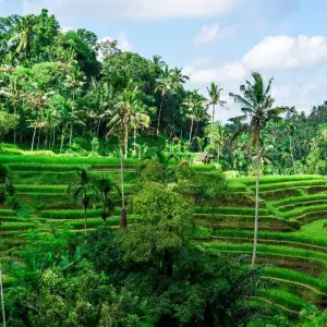 Explore Bali Private Tours - All Inclusive for 10 days with Putu Bali Driver and discover unforgettable experiences - Photo 6