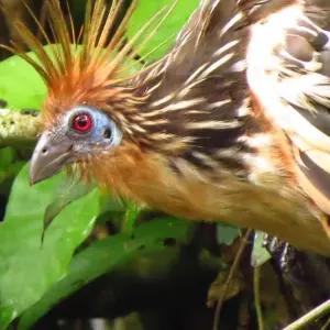 Explore 5-Day Tambopata Rainforest Amazon Natural Reserve Puerto Maldonado from Cusco for 5 days with QUECHUAS EXPEDITIONS PERU and discover unforgettable experiences - Photo 2