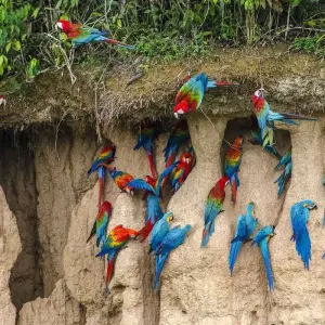 Explore 5-Day Tambopata Rainforest Amazon Natural Reserve Puerto Maldonado from Cusco for 5 days with QUECHUAS EXPEDITIONS PERU and discover unforgettable experiences - Photo 3