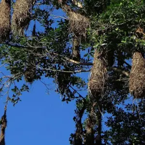 Explore 3-Day Tambopata Rainforest Amazon Natural Reserve Puerto Maldonado for 3 days with QUECHUAS EXPEDITIONS PERU and discover unforgettable experiences - Photo 2