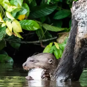 Explore 5-Day Tambopata Rainforest Amazon Natural Reserve Puerto Maldonado from Cusco for 5 days with QUECHUAS EXPEDITIONS PERU and discover unforgettable experiences - Photo 5