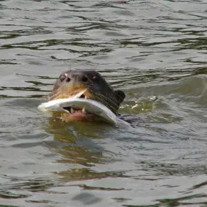Explore 4-Day Tambopata Rainforest Amazon Natural Reserve Puerto Maldonado for 4 days with QUECHUAS EXPEDITIONS PERU and discover unforgettable experiences - Photo 6