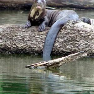 Explore 5-Day Tambopata Rainforest Amazon Natural Reserve Puerto Maldonado from Cusco for 5 days with QUECHUAS EXPEDITIONS PERU and discover unforgettable experiences - Photo 7