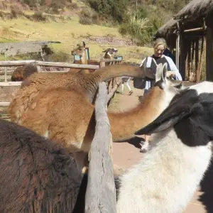 Explore 3-Day Llama Hike Sacred Valley Machupicchu with Glamping Sky Lodge Dome in Cusco for 3 days with QUECHUAS EXPEDITIONS PERU and discover unforgettable experiences - Photo 9