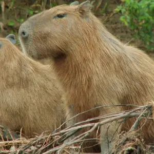 Explore 5-Day Tambopata Rainforest Amazon Natural Reserve Puerto Maldonado from Cusco for 5 days with QUECHUAS EXPEDITIONS PERU and discover unforgettable experiences - Photo 9