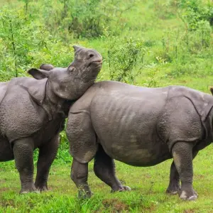 Explore Unveiling the Untamed Beauty of Northeast India: A Cultural Journey for 16 days with Ramble Advisor and discover unforgettable experiences - Photo 5