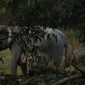 Explore Unveiling the Untamed Beauty of Northeast India: A Cultural Journey for 16 days with Ramble Advisor and discover unforgettable experiences - Photo 6