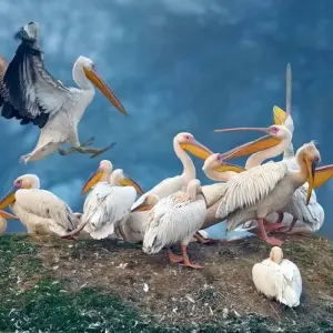 Explore Golden Triangle Tour with Bharatpur Bird Sanctuary & Varanasi for 9 days with Real viaggi india  and discover unforgettable experiences - Photo 11