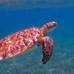 Explore Belize: A Tropical Hidden Paradise with Enchanting Maya Heritage - 4 Days for 4 days with Receptivo Aborigen Tours and discover unforgettable experiences - Photo 9