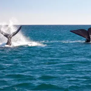 Explore Argentina: Ushuaia, Calafate, Bariloche, Puerto Madryn & Buenos Aires or Viceversa - 11 Days for 11 days with Receptivo Aborigen Tours and discover unforgettable experiences - Photo 7