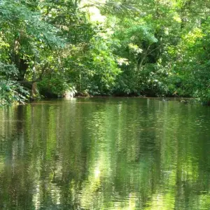 Explore EXPLORE TORTUGUERO – 3 DAYS OF PURE TROPICAL MAGIC for 3 days with Receptivo Aborigen Tours and discover unforgettable experiences - Photo 3