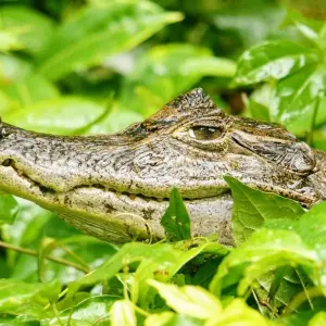 Explore EXPLORE TORTUGUERO – 3 DAYS OF PURE TROPICAL MAGIC for 3 days with Receptivo Aborigen Tours and discover unforgettable experiences - Photo 4