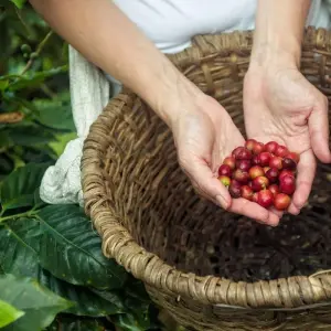 Explore EXPLORE TORTUGUERO – 3 DAYS OF PURE TROPICAL MAGIC for 3 days with Receptivo Aborigen Tours and discover unforgettable experiences - Photo 7