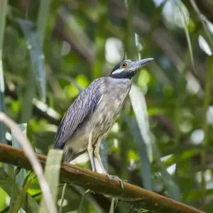 Explore EXPLORE TORTUGUERO – 3 DAYS OF PURE TROPICAL MAGIC for 3 days with Receptivo Aborigen Tours and discover unforgettable experiences - Photo 9