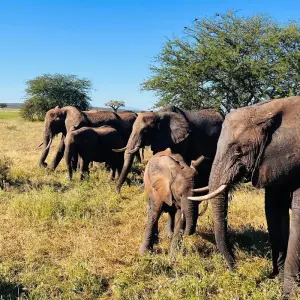 Explore Best Tanzania Wildlife Safari Camping Adventure- 7 days Tour (4 National Park) for 7 days with Relax Getaways Pvt. Ltd and discover unforgettable experiences - Photo 2