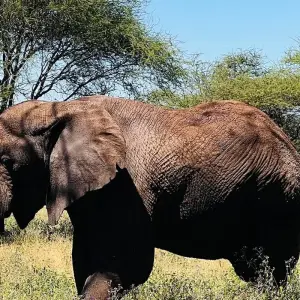 Explore Best Tanzania Wildlife Safari Camping Adventure- 7 days Tour (4 National Park) for 7 days with Relax Getaways Pvt. Ltd and discover unforgettable experiences - Photo 3