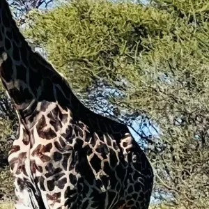 Explore Best Tanzania Wildlife Safari Camping Adventure- 7 days Tour (4 National Park) for 7 days with Relax Getaways Pvt. Ltd and discover unforgettable experiences - Photo 4