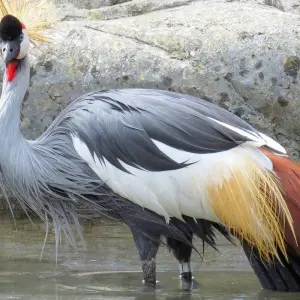 Explore 3Days Bwindi Mountain Gorilla Trekking Uganda Experience for 3 days with Responsible Gorilla Trips and discover unforgettable experiences - Photo 2