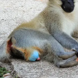 Explore Queen Elizabeth Wildlife Safari Uganda for 3 days with Responsible Gorilla Trips and discover unforgettable experiences - Photo 3