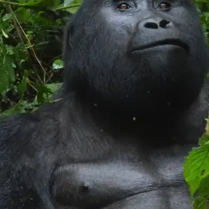 Explore Mountain Gorillas and Chimpanzee Safari Uganda for 5 days with Responsible Gorilla Trips and discover unforgettable experiences - Photo 3