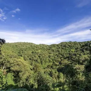 Explore 3Days Bwindi Mountain Gorilla Trekking Uganda Experience for 3 days with Responsible Gorilla Trips and discover unforgettable experiences - Photo 3