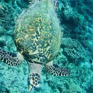 Explore Maldives Luxury Vacation in Water Villa in a 5 Star Private Island Resort for 4 days with Relax Getaways Pvt. Ltd and discover unforgettable experiences - Photo 4