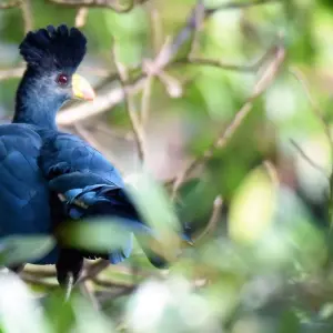 Explore Mountain Gorillas and Chimpanzee Safari Uganda for 5 days with Responsible Gorilla Trips and discover unforgettable experiences - Photo 4