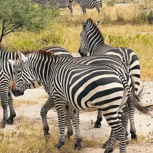 Explore Best Tanzania Wildlife Safari Camping Adventure- 7 days Tour (4 National Park) for 7 days with Relax Getaways Pvt. Ltd and discover unforgettable experiences - Photo 7