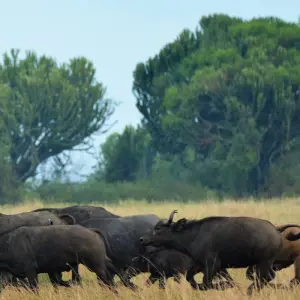 Explore Queen Elizabeth Wildlife Safari Uganda for 3 days with Responsible Gorilla Trips and discover unforgettable experiences - Photo 5