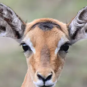 Explore Mountain Gorillas and Chimpanzee Safari Uganda for 5 days with Responsible Gorilla Trips and discover unforgettable experiences - Photo 5