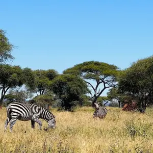 Explore Best Tanzania Wildlife Safari Camping Adventure- 7 days Tour (4 National Park) for 7 days with Relax Getaways Pvt. Ltd and discover unforgettable experiences - Photo 8