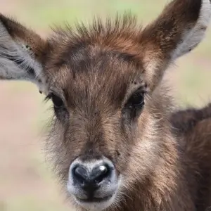 Explore Queen Elizabeth Wildlife Safari Uganda for 3 days with Responsible Gorilla Trips and discover unforgettable experiences - Photo 6