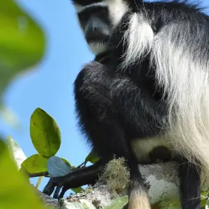 Explore Mountain Gorillas and Chimpanzee Safari Uganda for 5 days with Responsible Gorilla Trips and discover unforgettable experiences - Photo 6