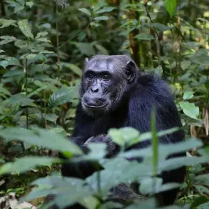 Explore 3Days Bwindi Mountain Gorilla Trekking Uganda Experience for 3 days with Responsible Gorilla Trips and discover unforgettable experiences - Photo 6
