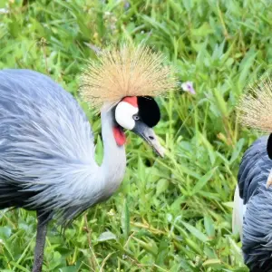 Explore Mountain Gorillas and Chimpanzee Safari Uganda for 5 days with Responsible Gorilla Trips and discover unforgettable experiences - Photo 7