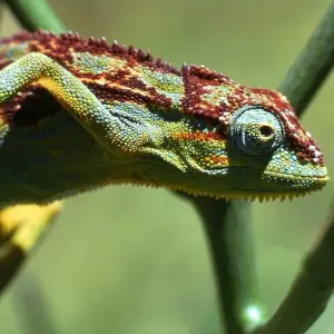 Explore 3Days Bwindi Mountain Gorilla Trekking Uganda Experience for 3 days with Responsible Gorilla Trips and discover unforgettable experiences - Photo 7