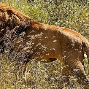 Explore Best Tanzania Wildlife Safari Camping Adventure- 7 days Tour (4 National Park) for 7 days with Relax Getaways Pvt. Ltd and discover unforgettable experiences - Photo 10