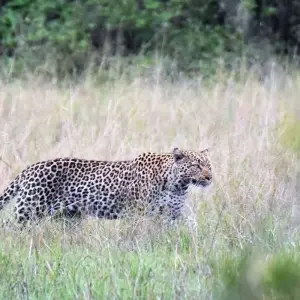 Explore Queen Elizabeth Wildlife Safari Uganda for 3 days with Responsible Gorilla Trips and discover unforgettable experiences - Photo 8