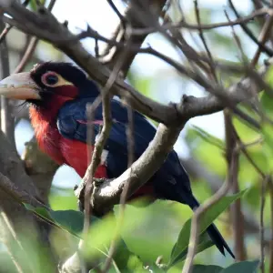 Explore Mountain Gorillas and Chimpanzee Safari Uganda for 5 days with Responsible Gorilla Trips and discover unforgettable experiences - Photo 8