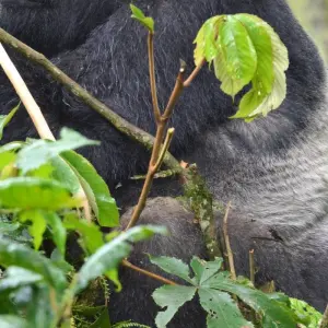 Explore 3Days Bwindi Mountain Gorilla Trekking Uganda Experience for 3 days with Responsible Gorilla Trips and discover unforgettable experiences - Photo 8