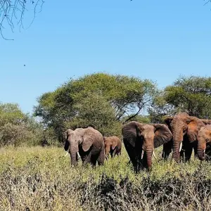 Explore Best Tanzania Wildlife Safari Camping Adventure- 7 days Tour (4 National Park) for 7 days with Relax Getaways Pvt. Ltd and discover unforgettable experiences - Photo 11